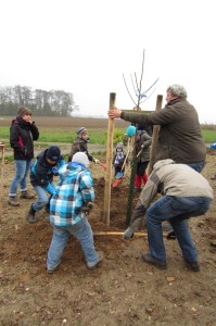 Neue Bäume werden gepflanzt