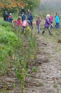 Die neue Hecke im Beerengarten