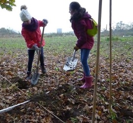 Die neue Hecke im Beerengarten