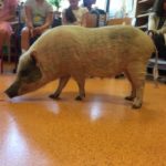 Permalink to: Das Schwein Lilly war zu Besuch